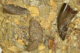 Serrated, Tyrannosaur (Nanotyrannus) Tooth in Situ - Wyoming #379725-2